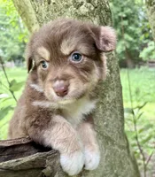 Biscuit, a female Australian Shepherd for sale in Milford, OH – 2 of 7