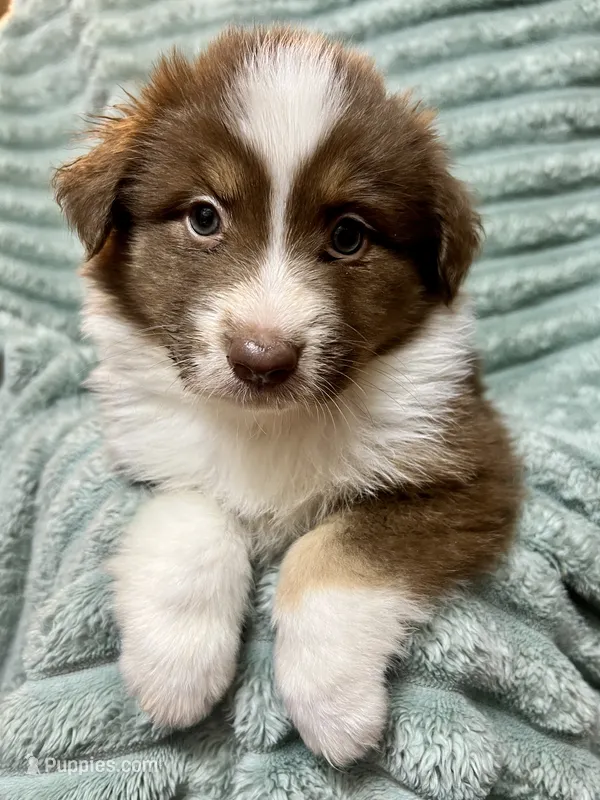 Alice – Australian Shepherd puppy for sale in Milford, OH