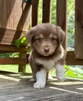 Shortbread, a male Australian Shepherd for sale in Milford, OH – 3 of 10