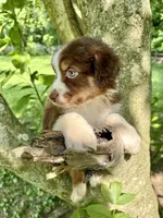 Rosalina, a female Australian Shepherd for sale in Milford, OH – 2 of 6