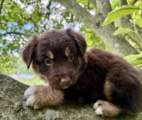 Cocoa, a female Australian Shepherd for sale in Milford, OH – 5 of 5