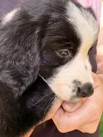 Luigi, a male Australian Shepherd for sale in Milford, OH – 6 of 7