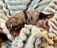 Willow, a female Aussiedoodle for sale in Milford, OH – 3 of 5