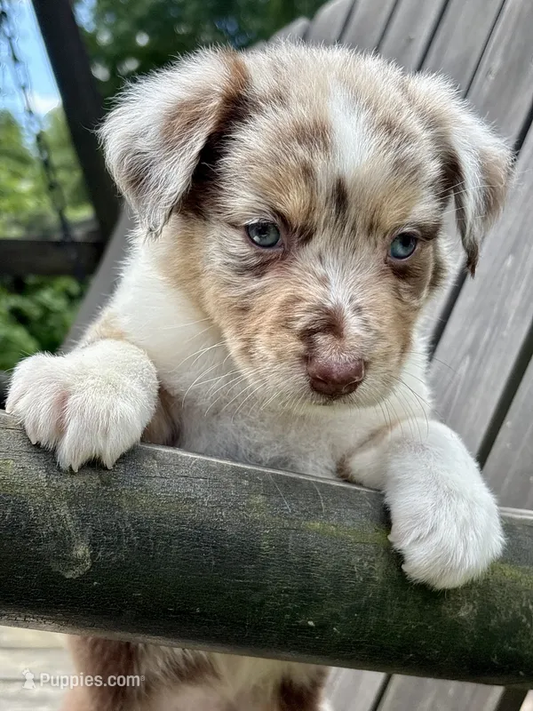 Snickerdoodle – Australian Shepherd puppy for sale in Milford, OH