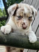 Snickerdoodle, a male Australian Shepherd for sale in Milford, OH – 1 of 6