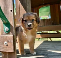Ivy, a female Aussiedoodle for sale in Milford, OH – 3 of 8