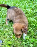 Oakley, a male Aussiedoodle for sale in Milford, OH – 5 of 9