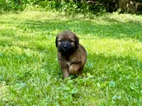 Poppy, a female Aussiedoodle for sale in Milford, OH – 6 of 8