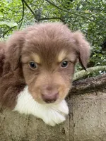 Shortbread, a male Australian Shepherd for sale in Milford, OH – 7 of 10