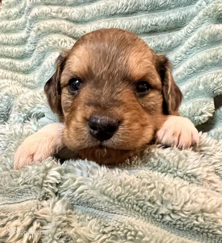 Oakley – Aussiedoodle puppy for sale in Milford, OH