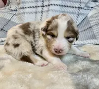 Rufus, a male Australian Shepherd for sale in Milford, OH – 2 of 5