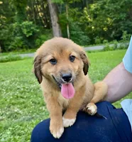 Juniper, a female Australian Shepherd and Aussiedoodle for sale in Milford, OH – 5 of 10
