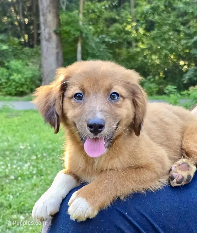 Clover – Australian Shepherd, Aussiedoodle puppy for sale in Milford, OH