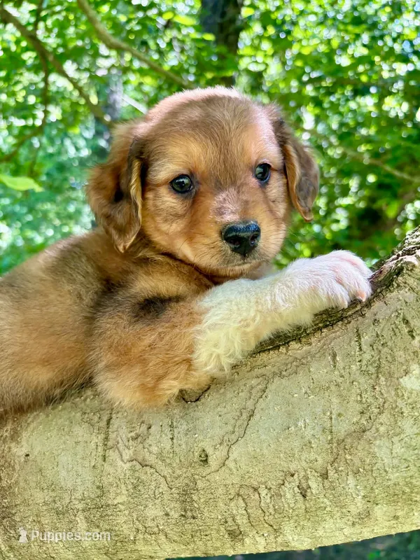 Oakley – Aussiedoodle puppy for sale in Milford, OH