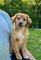 Ivy, a female Australian Shepherd and Aussiedoodle for sale in Milford, OH – 2 of 10