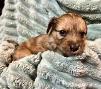 Ivy, a female Aussiedoodle for sale in Milford, OH – 1 of 2