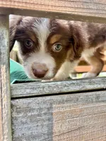 Rosalina, a female Australian Shepherd for sale in Milford, OH – 3 of 6