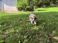 Mario, a male Australian Shepherd for sale in Milford, OH – 5 of 7