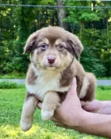 Biscuit, a female Australian Shepherd for sale in Milford, OH – 2 of 9
