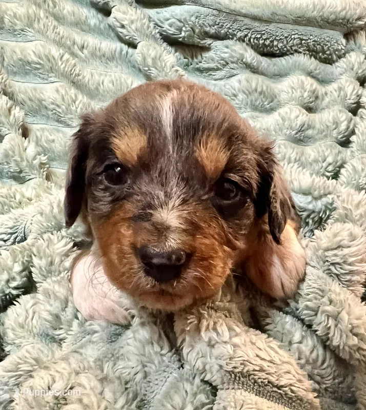 Willow – Aussiedoodle puppy for sale in Milford, OH