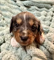 Willow, a female Aussiedoodle for sale in Milford, OH – 1 of 5