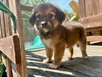 Juniper, a female Aussiedoodle for sale in Milford, OH – 2 of 7
