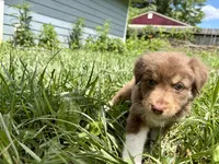 Shortbread, a male Australian Shepherd for sale in Milford, OH – 9 of 10