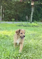 Ivy, a female Australian Shepherd and Aussiedoodle for sale in Milford, OH – 4 of 10