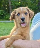 Briar, a male Australian Shepherd and Aussiedoodle for sale in Milford, OH – 3 of 7