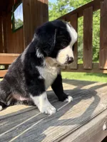 Luigi, a male Australian Shepherd for sale in Milford, OH – 5 of 7