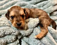 Oakley, a male Aussiedoodle for sale in Milford, OH – 2 of 3