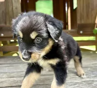 Brookie, a male Australian Shepherd for sale in Milford, OH – 5 of 8