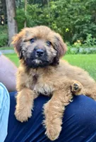 Poppy, a female Australian Shepherd and Aussiedoodle for sale in Milford, OH – 2 of 7