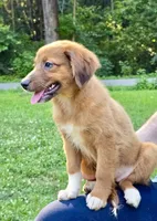Clover, a female Australian Shepherd and Aussiedoodle for sale in Milford, OH – 5 of 8