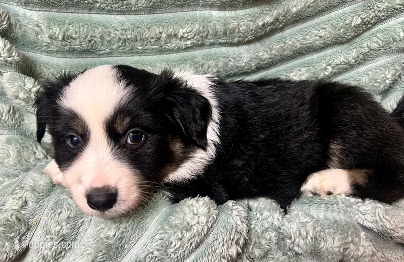 Millie – Australian Shepherd puppy for sale in Milford, OH