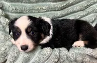 Millie, a female Australian Shepherd for sale in Milford, OH – 1 of 5