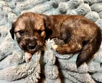 Juniper, a female Aussiedoodle for sale in Milford, OH – 2 of 2
