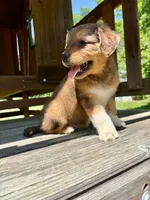 Oakley, a male Aussiedoodle for sale in Milford, OH – 6 of 9