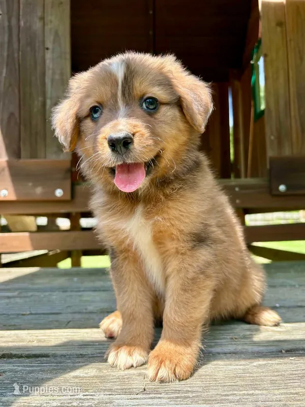 Briar – Aussiedoodle puppy for sale in Milford, OH