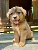 Briar, a male Aussiedoodle for sale in Milford, OH – 1 of 7