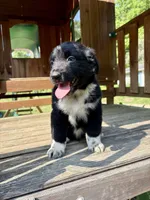 Tucker, a male Australian Shepherd for sale in Milford, OH – 3 of 7