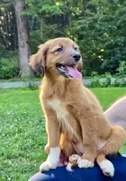 Clover, a female Australian Shepherd and Aussiedoodle for sale in Milford, OH – 4 of 8