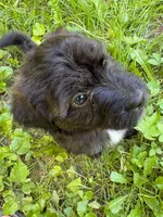 Flint, a male Aussiedoodle for sale in Milford, OH – 4 of 10
