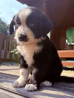 Luigi, a male Australian Shepherd for sale in Milford, OH – 3 of 7