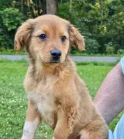 Oakley, a male Australian Shepherd and Aussiedoodle for sale in Milford, OH – 3 of 10