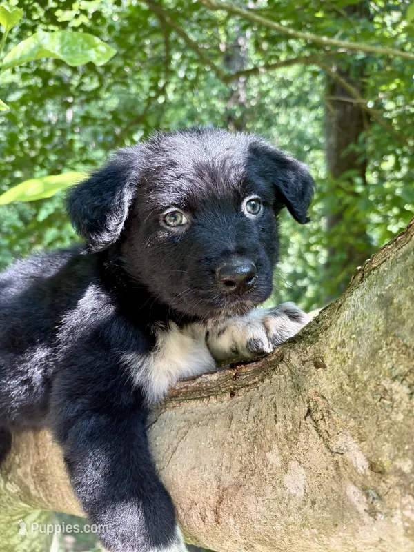 Tucker – Australian Shepherd puppy for sale in Milford, OH