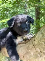 Tucker, a male Australian Shepherd for sale in Milford, OH – 1 of 7