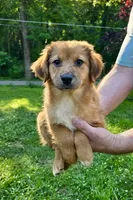 Ivy, a female Australian Shepherd and Aussiedoodle for sale in Milford, OH – 3 of 10