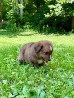 Briar, a male Aussiedoodle for sale in Milford, OH – 3 of 7