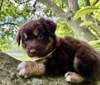 Cocoa, a female Australian Shepherd for sale in Milford, OH – 3 of 5